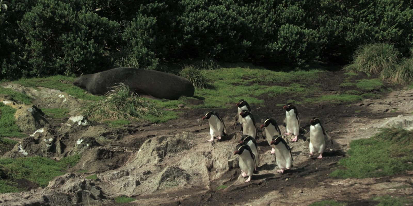 Série documental Criaturas do Grande Azul estreia na TV Brasil