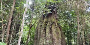 Congresso terá sete em cada dez parlamentares contra agenda ambiental
